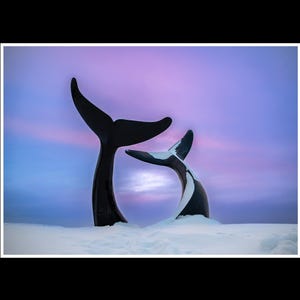 May include: Two whale tail sculptures emerge from the snow against a purple and blue sky. One tail is solid black, the other is black and white, resembling an orca. The scene evokes a sense of peace.