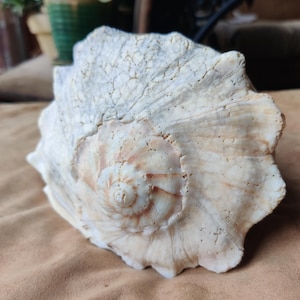 May include: A large, off-white seashell with a spiral center and textured surface. The shell has a natural, weathered appearance, with variations in color from cream to light brown. The shell is a decorative item.
