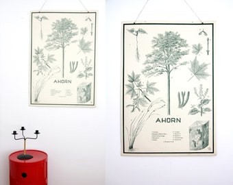 Vintage Botanical Poster // Ahorn - Maple Tree Poster // 85x60 cm Vintage Educational Poster