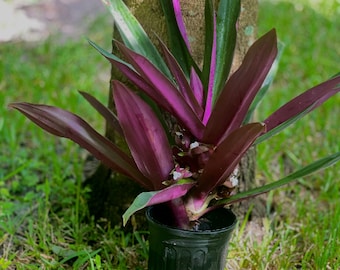 4 Oyster Plant Starter – Moses in the Cradle, Boat Lily 2-4” Tall