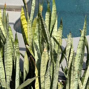 Snake Plant (mother in laws tongue) starter plant