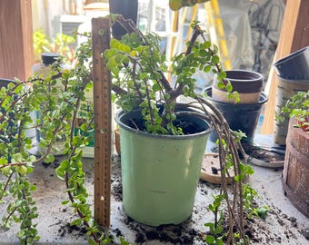 4 Dwarf Jade Clippings unrooted