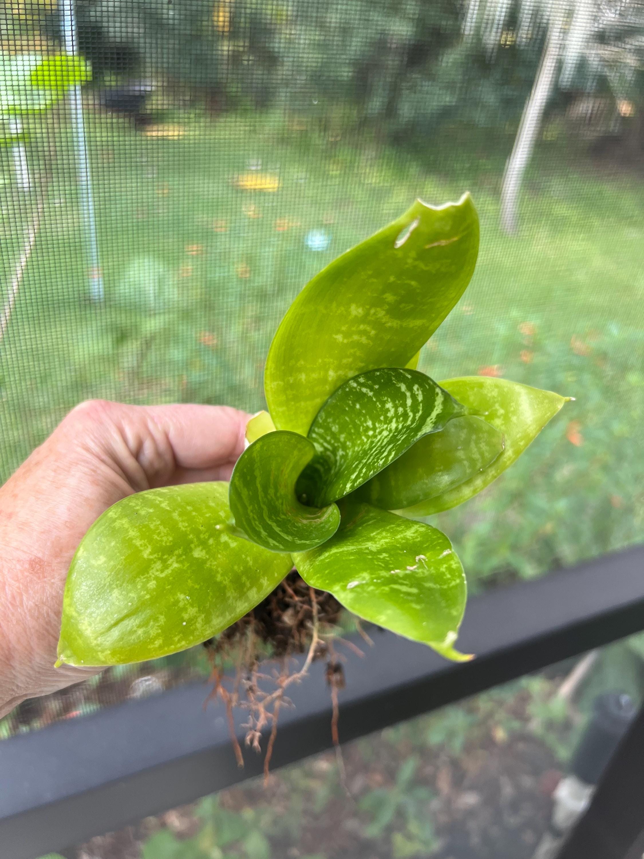 Bird Nest Snake Plants - Etsy