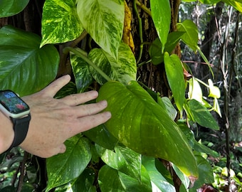 Golden Pothos Houseplant; Devils Ivy; Hunters Rove; Epipremnum aureum