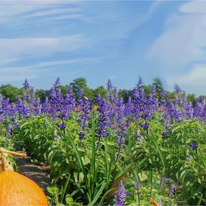Lavender and pumpkin pie scent new arrivals