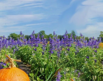 Pumpkin Lavender - Body Butter, Body Cream, Hair Perfume, Body Spray, Body Mist,  Body Oil, Vegan, Handmade, Gift for her, Shea