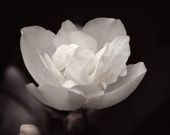 Night Blooming Jasmine - Fragrance – Sultry, Sweet, Sensual Perfume Oil