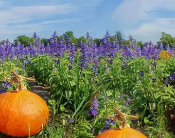 Pumpkin Lavender - Floral with a Spicy Kick - Body Butter, Body Cream, Hair Perfume, Body Spray, Body Mist, Body Oil