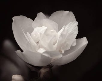 Night Blooming Jasmine - Fragrance – Sultry, Sweet, Sensual Perfume Oil