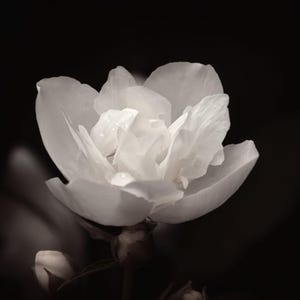 Night Blooming Jasmine - Body Butter, Body Cream, Hair Perfume, Body Spray, Body Oil, Body Mist, Fragrance, Gourmand,