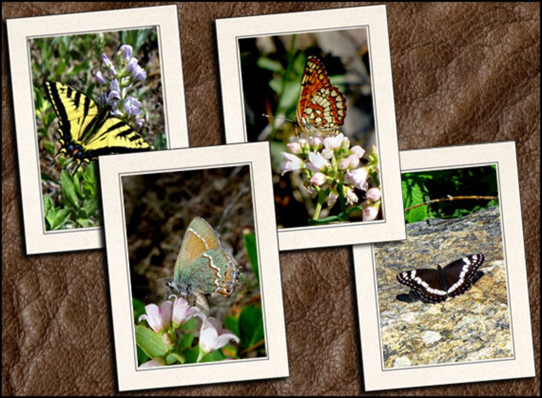 4 Butterfly Photo Note Cards 5"x7" W/envelopes Set - Blank Note Cards ...