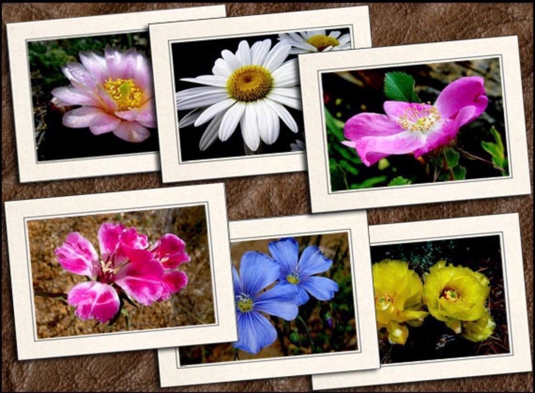 6 Flower Photo Note Cards 5"x7" Set W/envelopes - Blank Wildflower ...