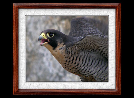 Peregrine Falcon Print 8x10 Or 11x14 Peregrine Falcon Photograph Bird Print Peregrine Falcon Art Nature Art P9