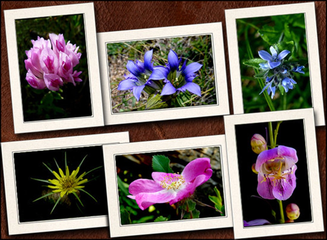 Flower Photo Note Cards With Envelopes - Nature Blank Note Cards ...