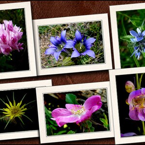 Flower Photo Note Cards With Envelopes - Nature Blank Note Cards Handmade - 5x7 Flower Photo Greeting Cards Handmade Set - Nature - (GP72)