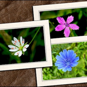 Flower Photo Note Cards With Envelopes - Nature Blank Note Cards Handmade - 5x7 Flower Photo Greeting Cards Handmade Set - Floral - (GP369)