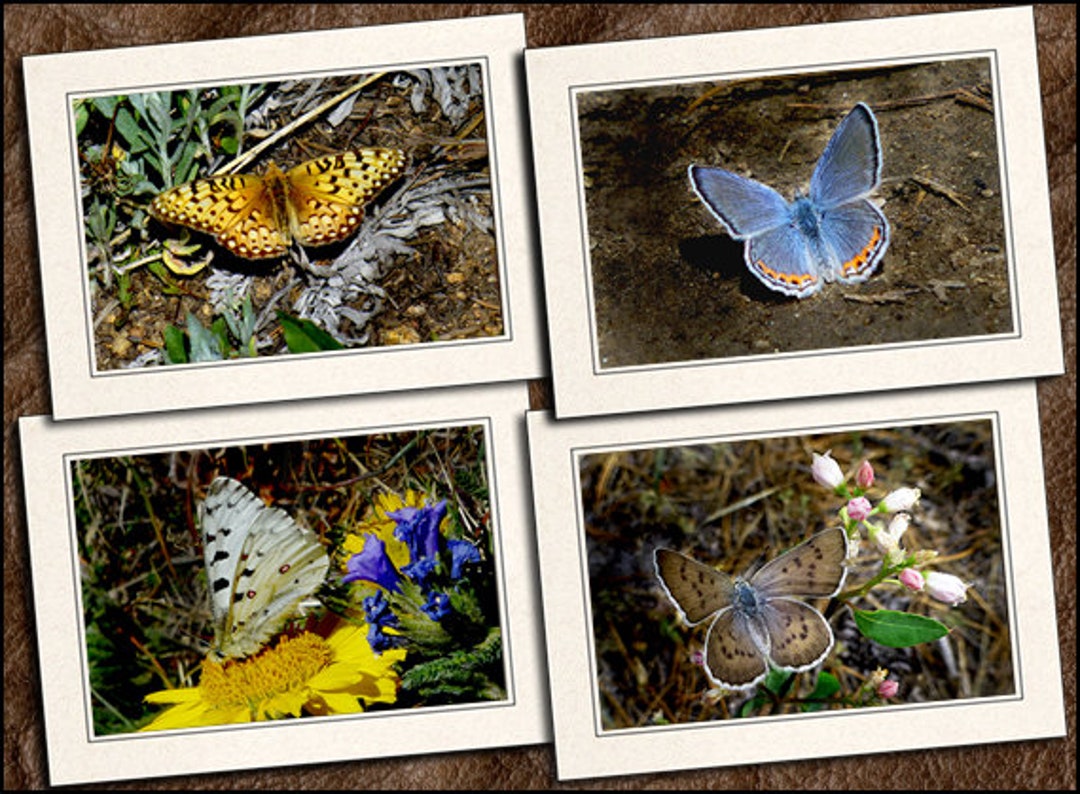 4 Butterfly Photo Note Cards 5"x7" W/envelopes Set - Blank Note Cards ...