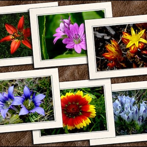 Flower Photo Note Cards With Envelopes - Nature Blank Note Cards Handmade - 5x7 Flower Photo Greeting Cards Handmade Set - Nature - (GP85)