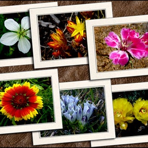 Flower Photo Note Cards With Envelopes - Nature Blank Note Cards Handmade - 5x7 Flower Photo Greeting Cards Handmade Set - Nature - (GP341)