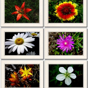 6 Flower Photo Note Cards 5"x7" Set W/envelopes - Blank Wildflower ...
