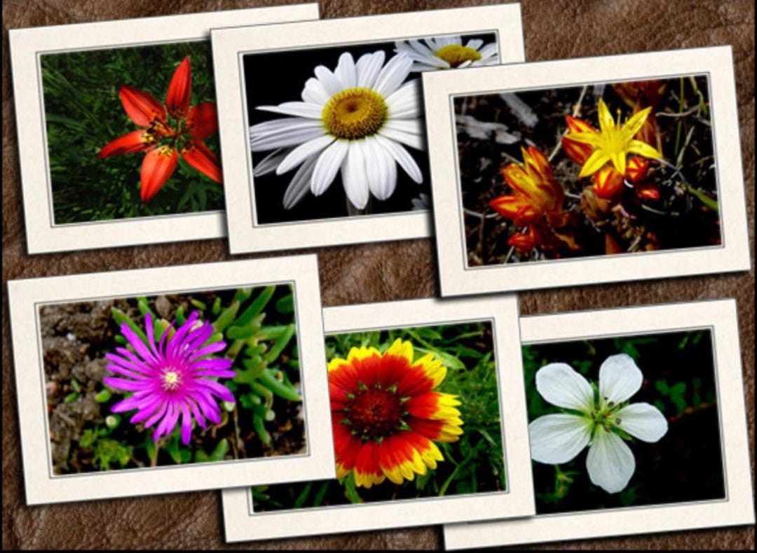 6 Flower Photo Note Cards 5"x7" Set W/envelopes - Blank Wildflower ...