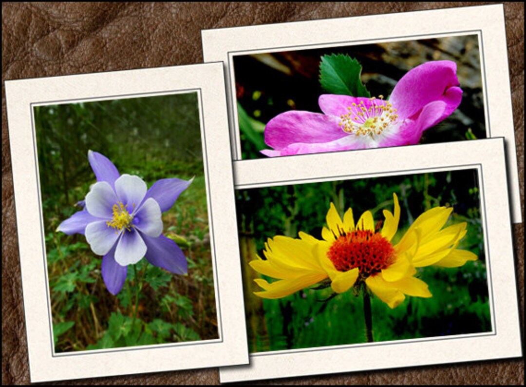 Flower Photo Note Cards With Envelopes - Nature Blank Note Cards ...