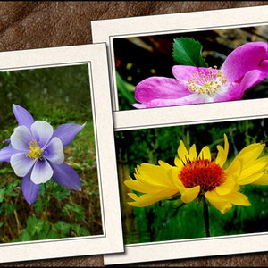 Flower Photo Note Cards With Envelopes - Nature Blank Note Cards Handmade - 5x7 Flower Photo Greeting Cards Handmade Set - Nature - (GP429)