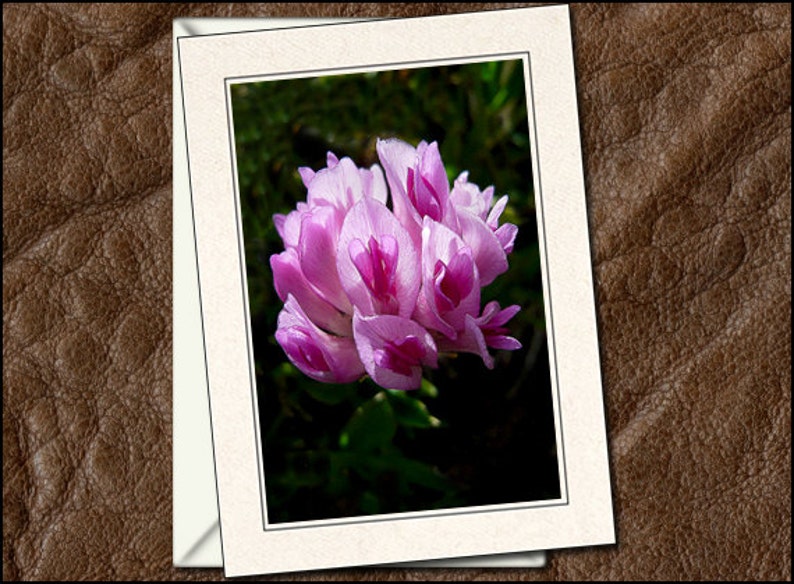 5x7 Nature Blank Note Cards Handmade GP428 3 Flower Photo Note Cards With Envelopes Nature Flower Photo Greeting Cards Handmade Set