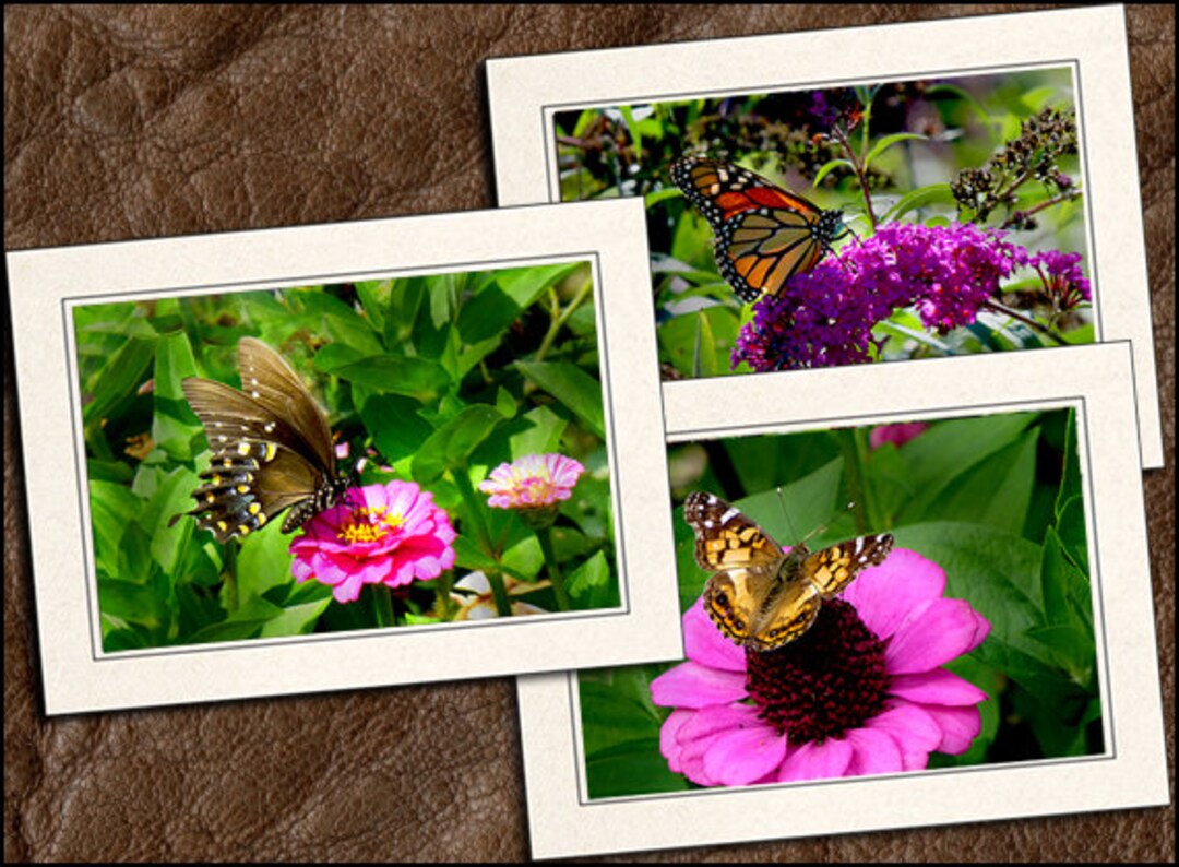 3 Butterfly Photo Note Cards 5"x7" W/envelopes Set - Blank Note Cards ...