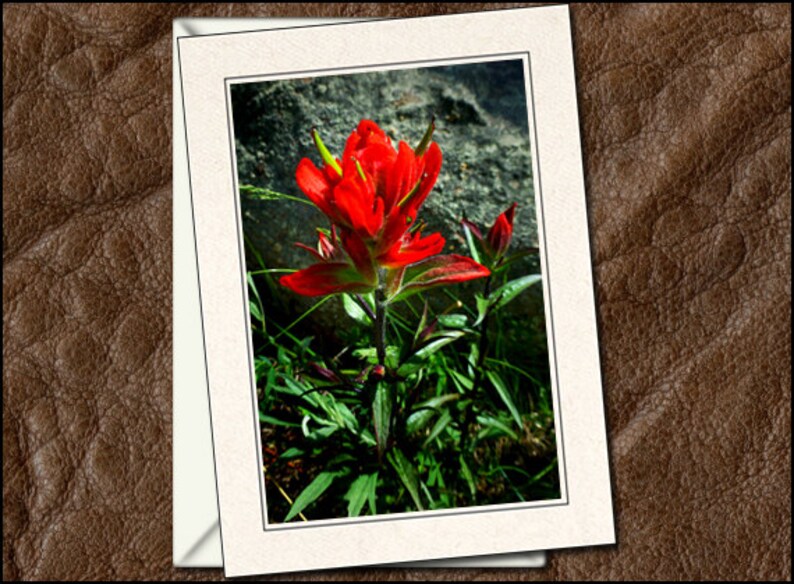 5x7 Nature Blank Note Cards Handmade GP428 3 Flower Photo Note Cards With Envelopes Nature Flower Photo Greeting Cards Handmade Set