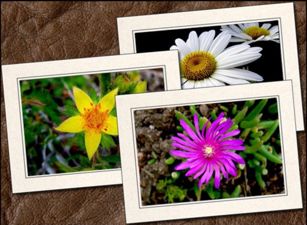 3 Flower Photo Note Cards 5