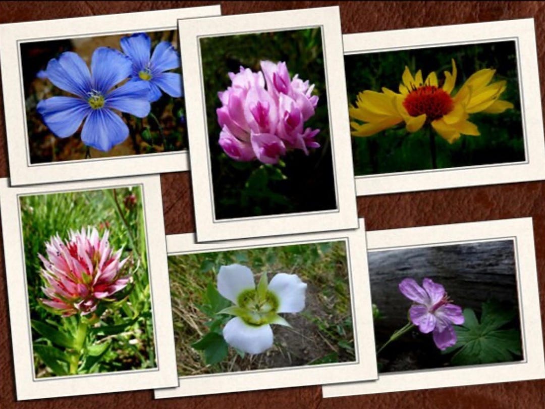 6 Flower Photo Note Cards 5"x7" Set W/envelopes - Blank Wildflower ...