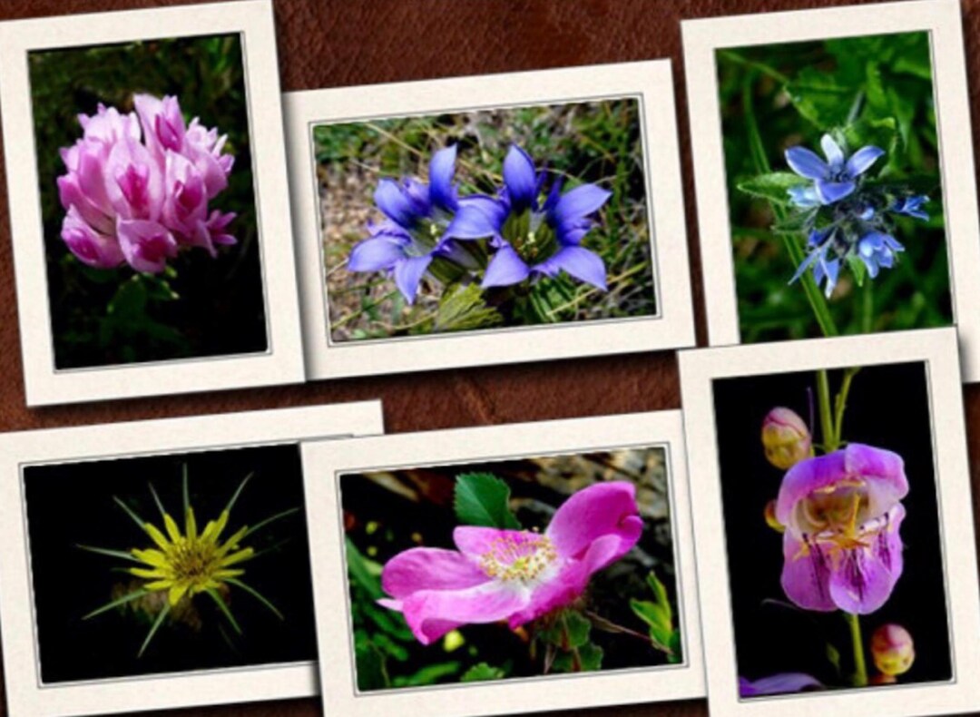 6 Flower Photo Note Cards 5"x7" Set W/envelopes - Blank Wildflower ...