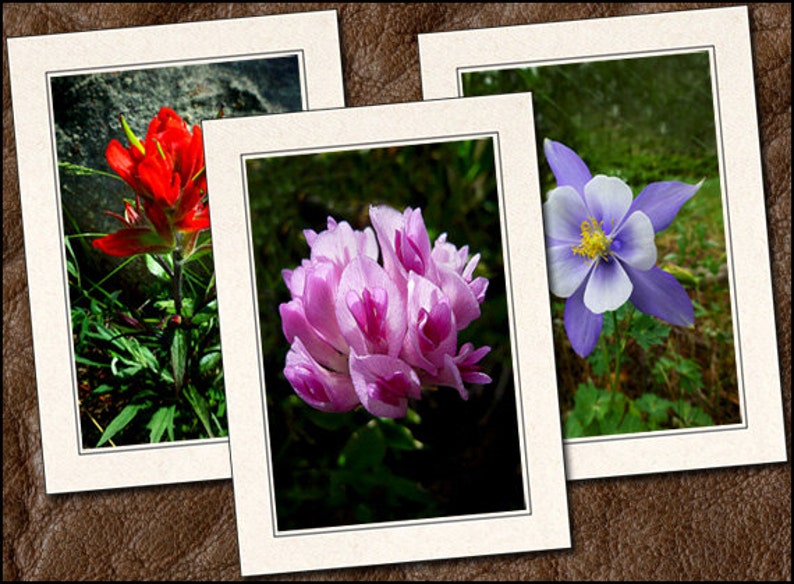 5x7 Nature Blank Note Cards Handmade GP428 3 Flower Photo Note Cards With Envelopes Nature Flower Photo Greeting Cards Handmade Set