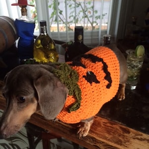 Dog Sweater Pumpkin