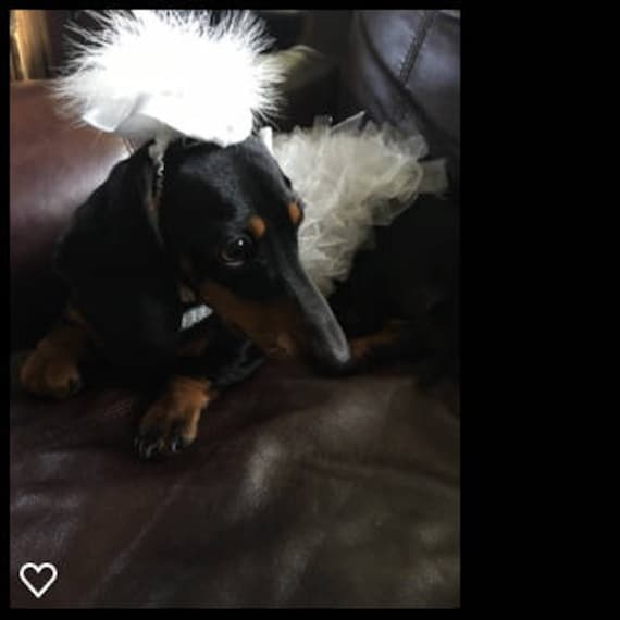 Dog 2025 bridal dress