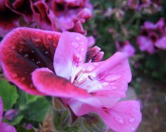 Pink Flower Photography Print