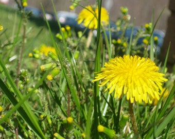 Dandelion Photography Print