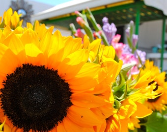 Sunflower Photograph Print