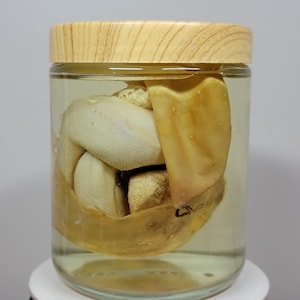 Ball Python in Egg Wet Specimen - Hatchling - Snake - Animal - Ethical Jarred Specimens
