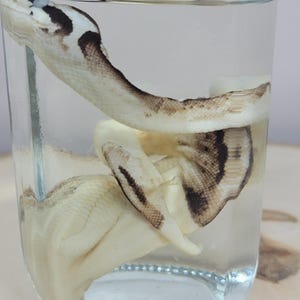 Ball Python Wet Specimen - Deformation- Snake - Animal - Ethical Jarred Specimens