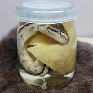 Ball Python in Egg Wet Specimen - Hatchling - Snake - Animal - Ethical Jarred Specimens
