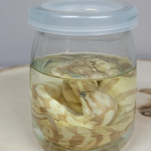 May include: A clear glass jar with a white plastic lid containing a preserved snake specimen. The snake has a light cream and tan patterned skin and is coiled inside the liquid-filled jar, showing its head and body clearly through the glass.