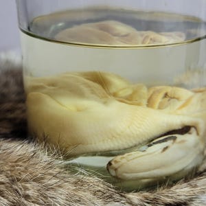 Ball Python - Deformation- Snake - Animal - Ethical Jarred Specimens