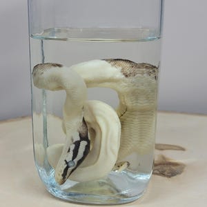 Ball Python Wet Specimen - Deformation- Snake - Animal - Ethical Jarred Specimens