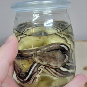 May include: A preserved snake specimen coiled inside a clear glass jar filled with liquid. The snake features a distinct pattern of dark brown and cream-colored stripes along its body, with a visible head resting near the center of the coil.
