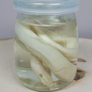 May include: A clear glass jar with a white plastic lid containing a preserved, coiled, off-white snake specimen submerged in a transparent liquid. The snake's body is curved within the jar, and its head is visible near the bottom of the container.