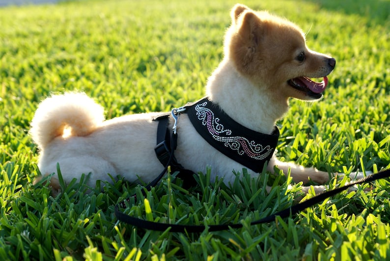 MEDIUM Pink or Red Crystal Rhinestones Blue Retails 69.99 CLEARANCE: Jeweled Dog Collar Vest Harness w FREE Matching Leash in Orange