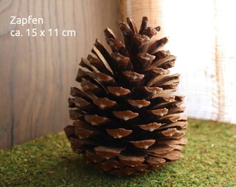 Hand-picked cones for crafting and decorating, florist supplies, natural material