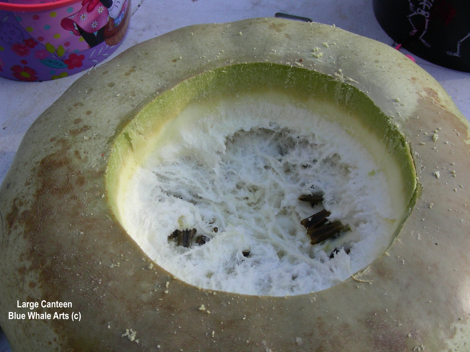 Gourd Seeds Large Canteen Pure Seeds Read Descritpion 6 Etsy